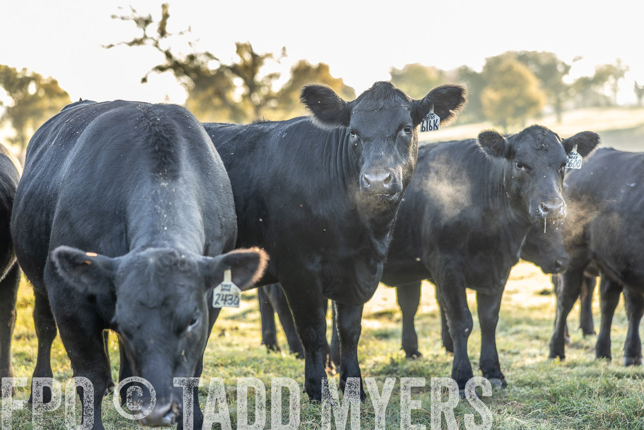 TMyers_Females_Ranchers_Cameron_Oct2023-511986