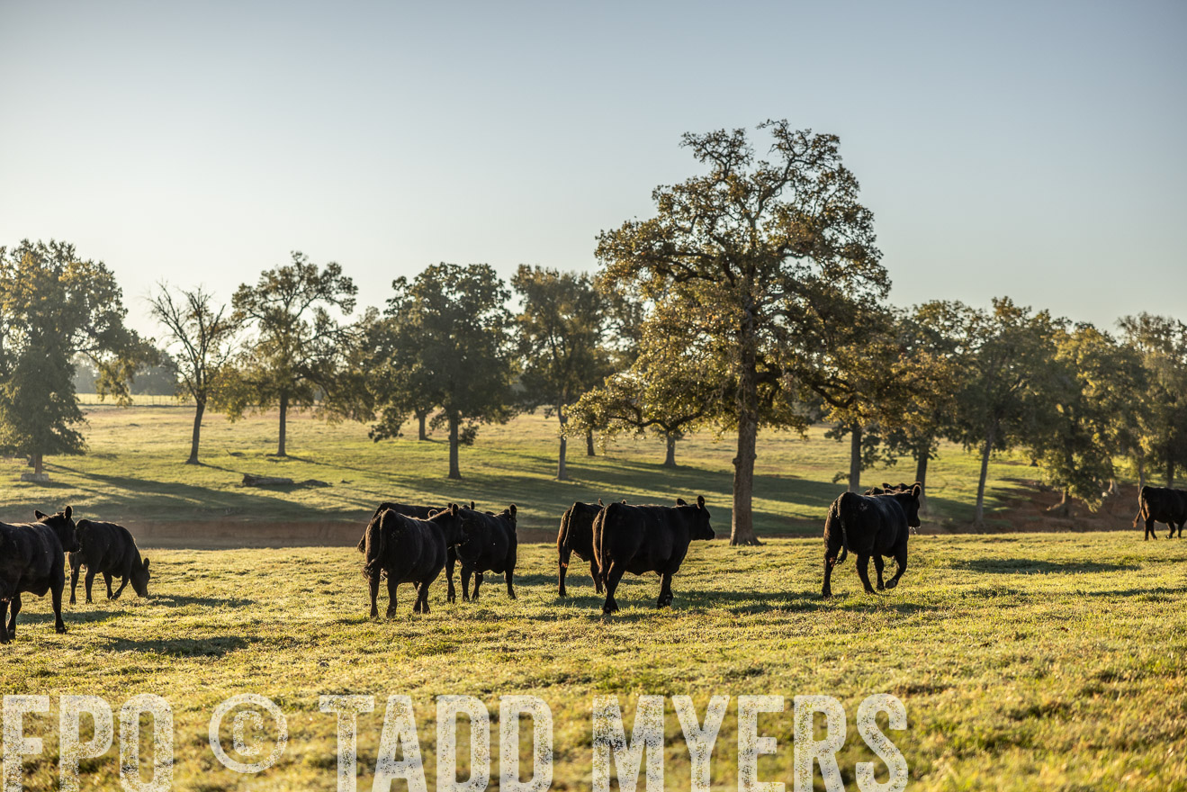 TMyers_Females_Ranchers_Cameron_Oct2023-512063