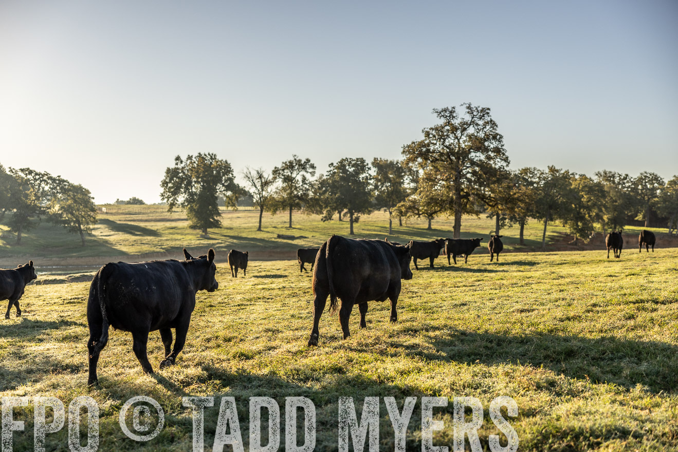 TMyers_Females_Ranchers_Cameron_Oct2023-512081