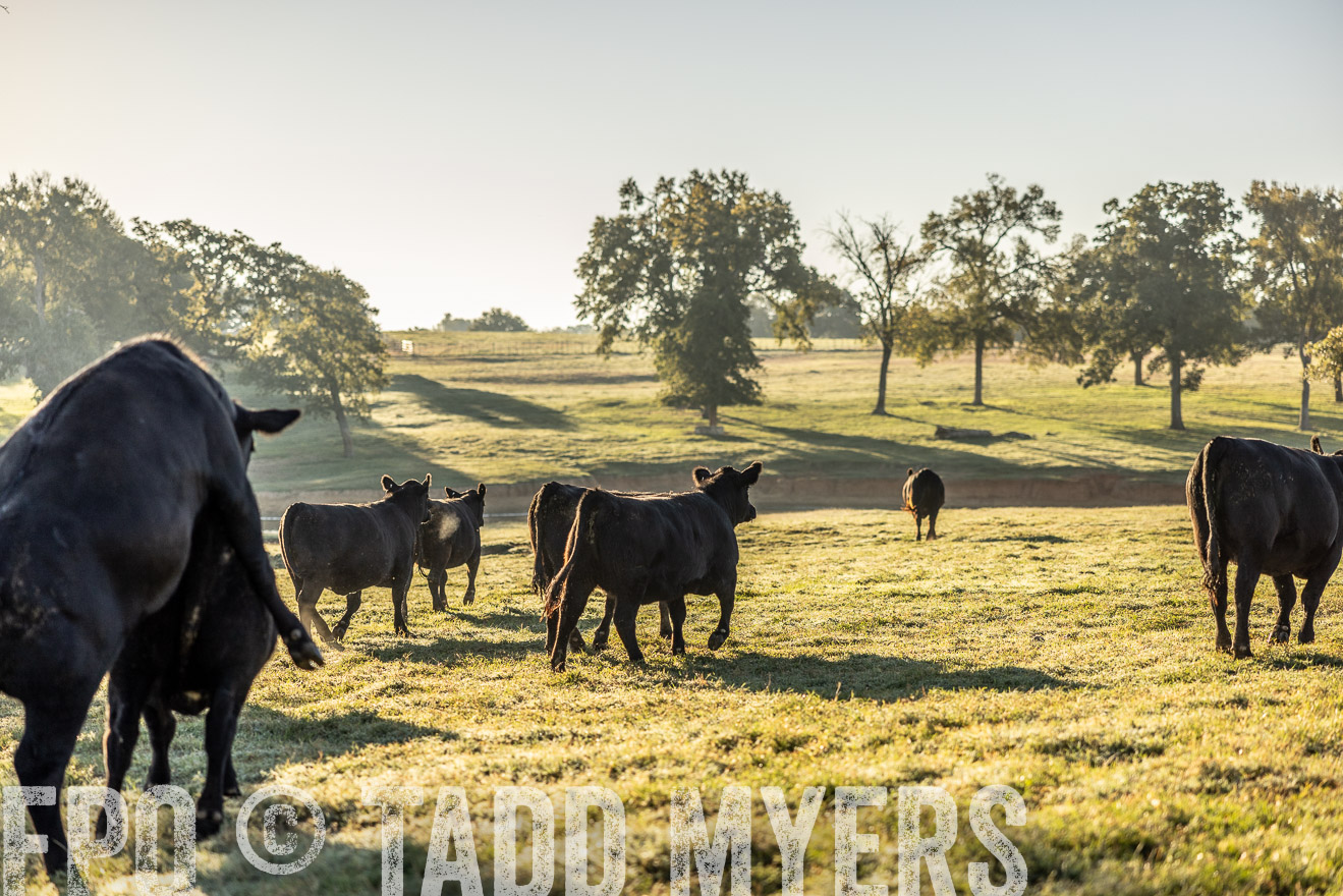 TMyers_Females_Ranchers_Cameron_Oct2023-512089