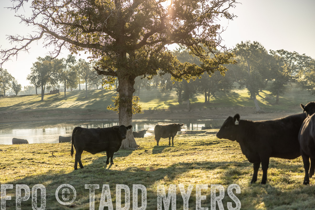TMyers_Females_Ranchers_Cameron_Oct2023-512091