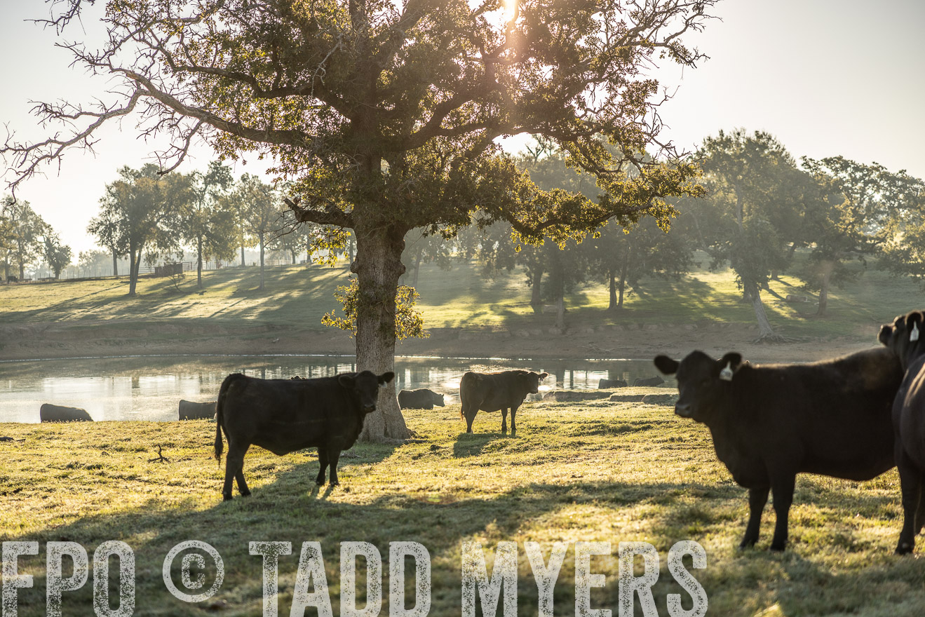 TMyers_Females_Ranchers_Cameron_Oct2023-512093