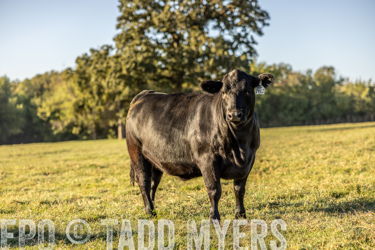 TMyers_Females_Ranchers_Cameron_Oct2023-512112