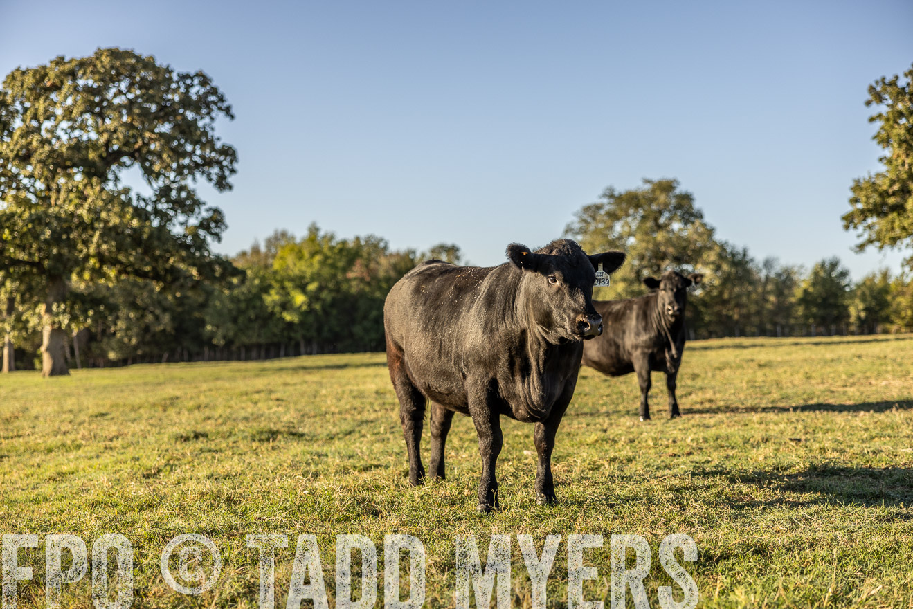 TMyers_Females_Ranchers_Cameron_Oct2023-512137