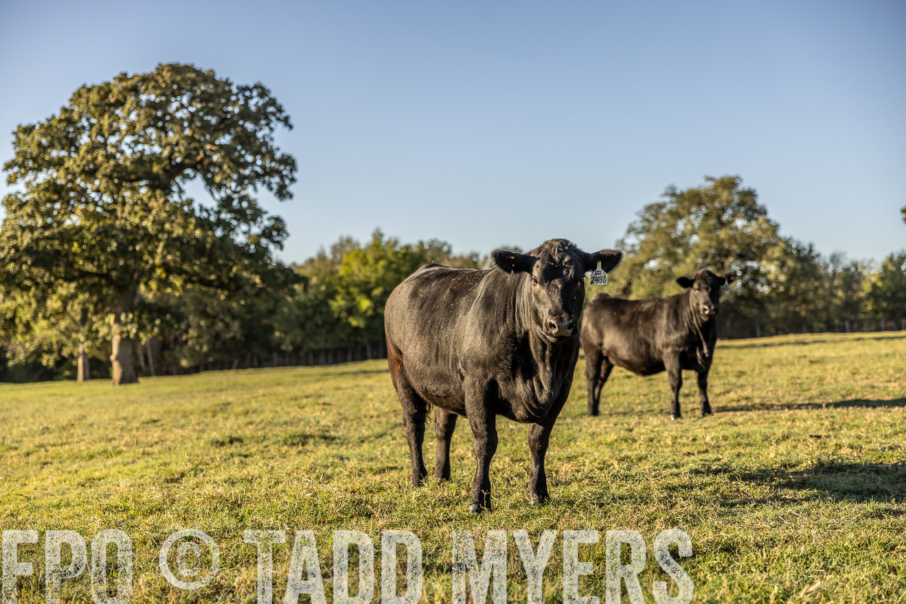 TMyers_Females_Ranchers_Cameron_Oct2023-512146