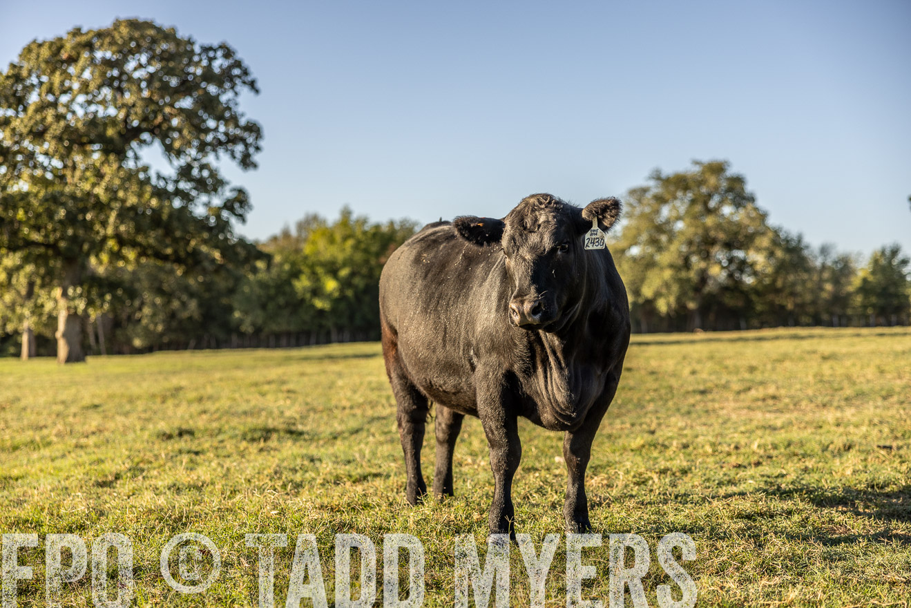 TMyers_Females_Ranchers_Cameron_Oct2023-512161