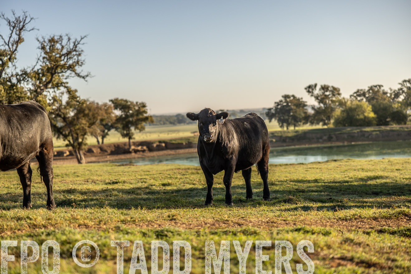 TMyers_Females_Ranchers_Cameron_Oct2023-512179