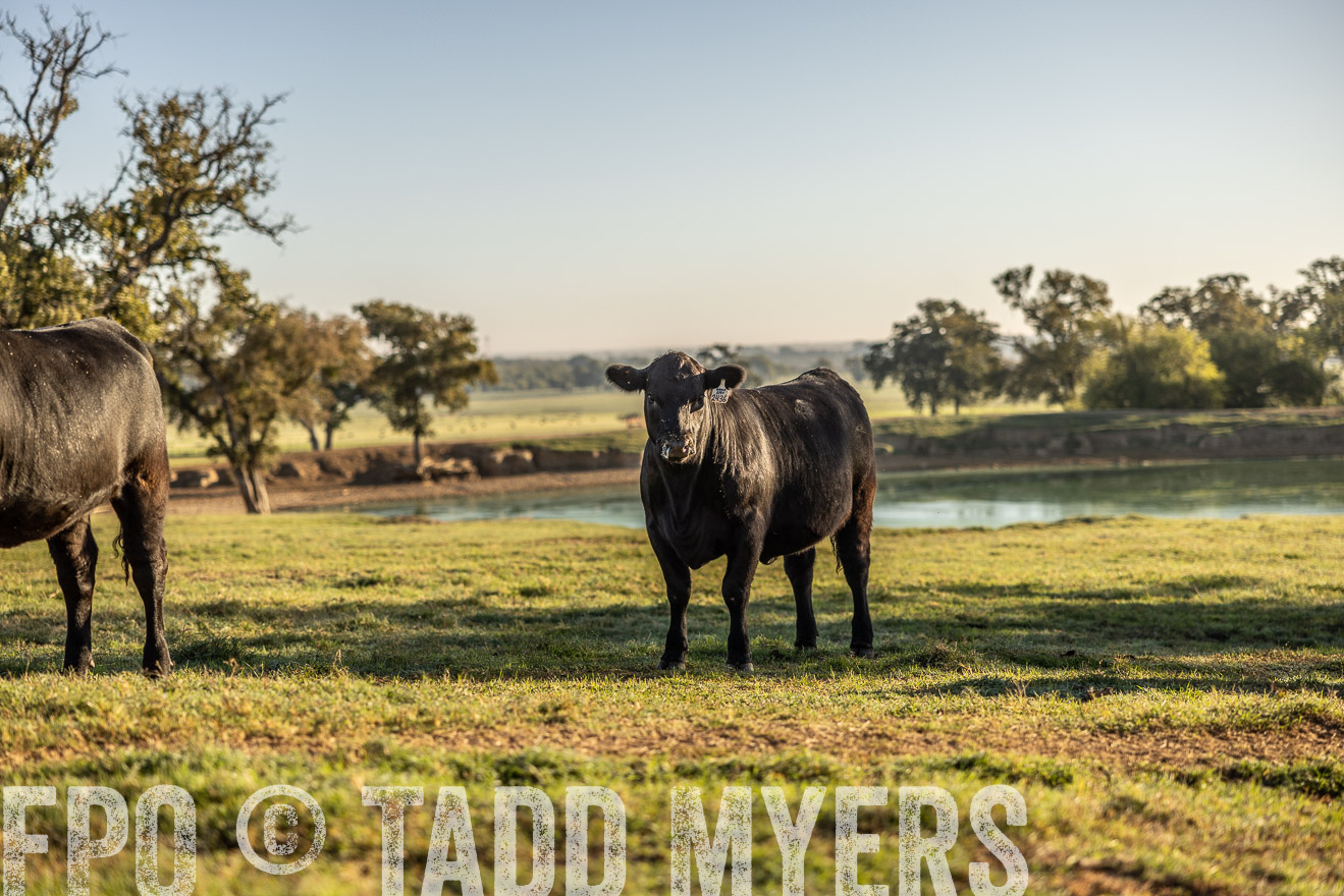 TMyers_Females_Ranchers_Cameron_Oct2023-512182