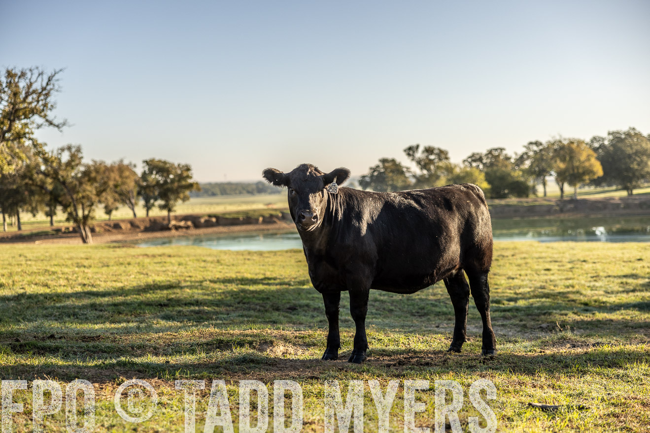 TMyers_Females_Ranchers_Cameron_Oct2023-512192