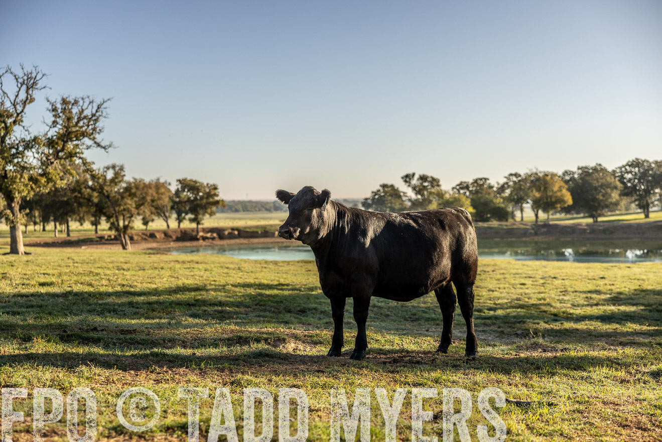 TMyers_Females_Ranchers_Cameron_Oct2023-512200