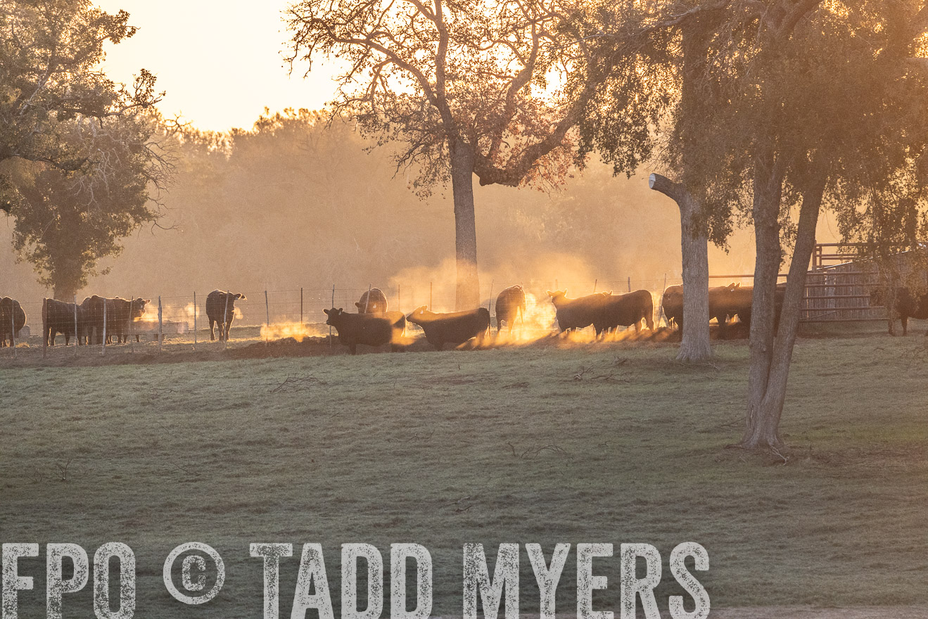 TMyers_Females_Ranchers_Cameron_Oct2023-523113