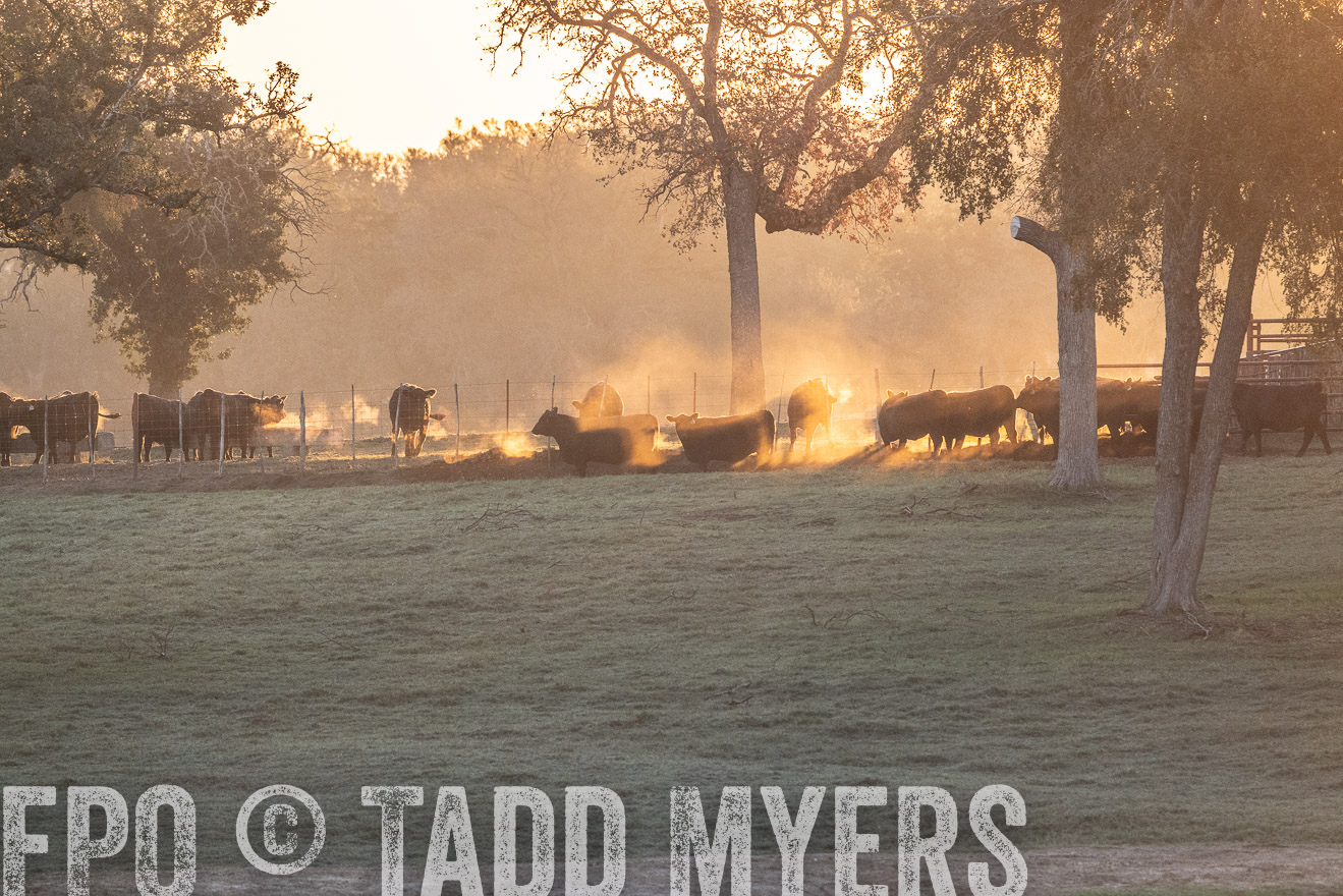 TMyers_Females_Ranchers_Cameron_Oct2023-523115