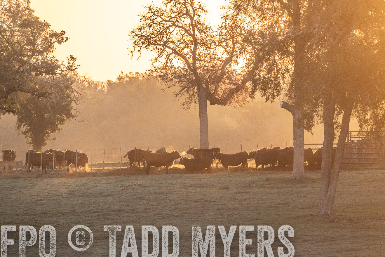 TMyers_Females_Ranchers_Cameron_Oct2023-523117