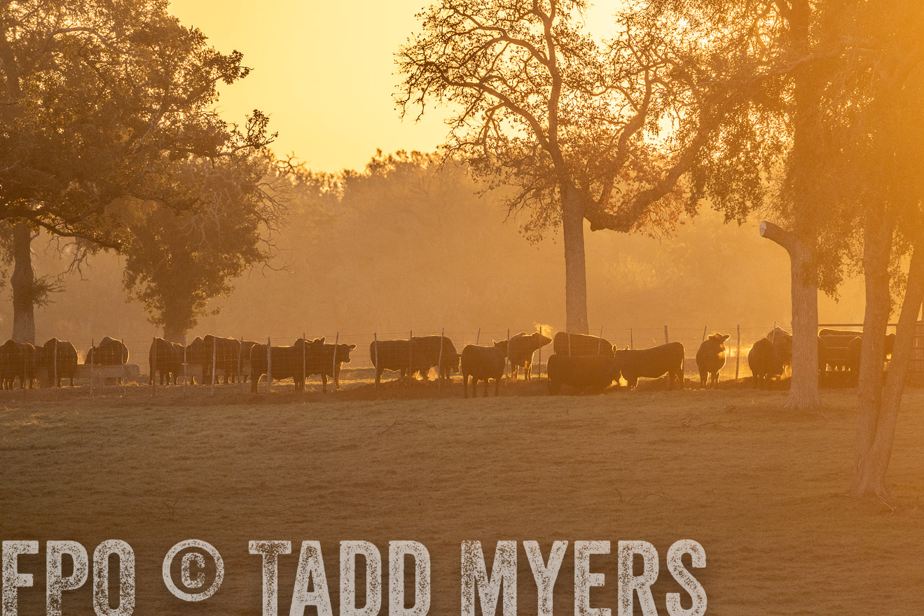 TMyers_Females_Ranchers_Cameron_Oct2023-523121
