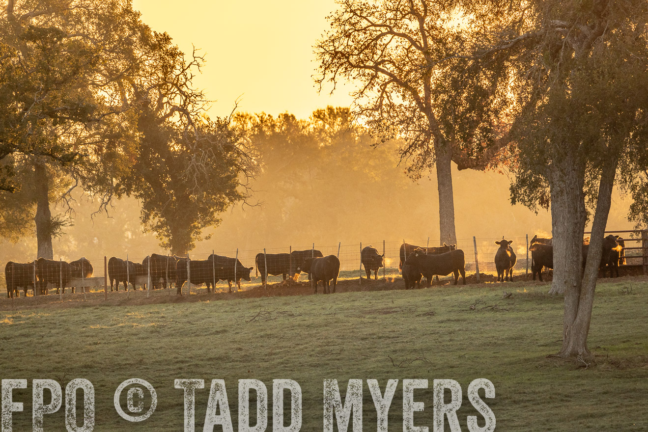 TMyers_Females_Ranchers_Cameron_Oct2023-523124