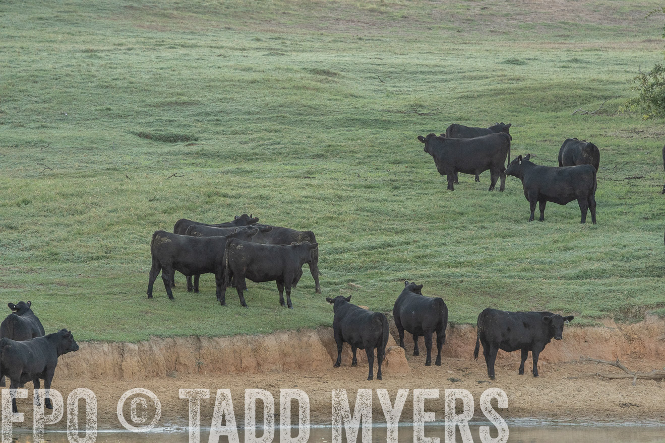 TMyers_Females_Ranchers_Cameron_Oct2023-523128