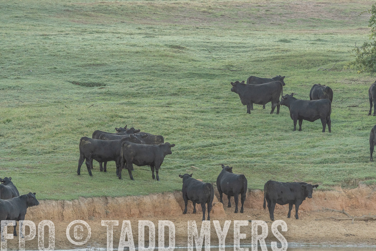 TMyers_Females_Ranchers_Cameron_Oct2023-523130