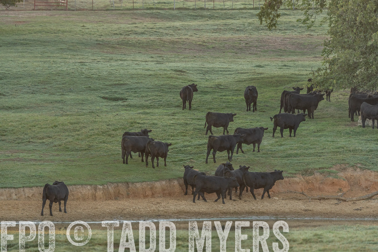 TMyers_Females_Ranchers_Cameron_Oct2023-523138