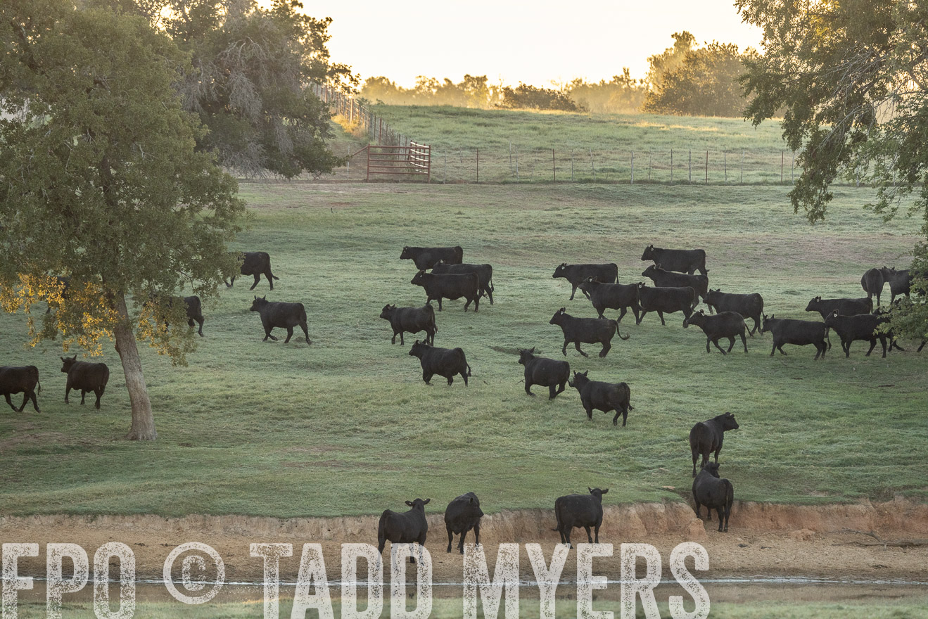TMyers_Females_Ranchers_Cameron_Oct2023-523145