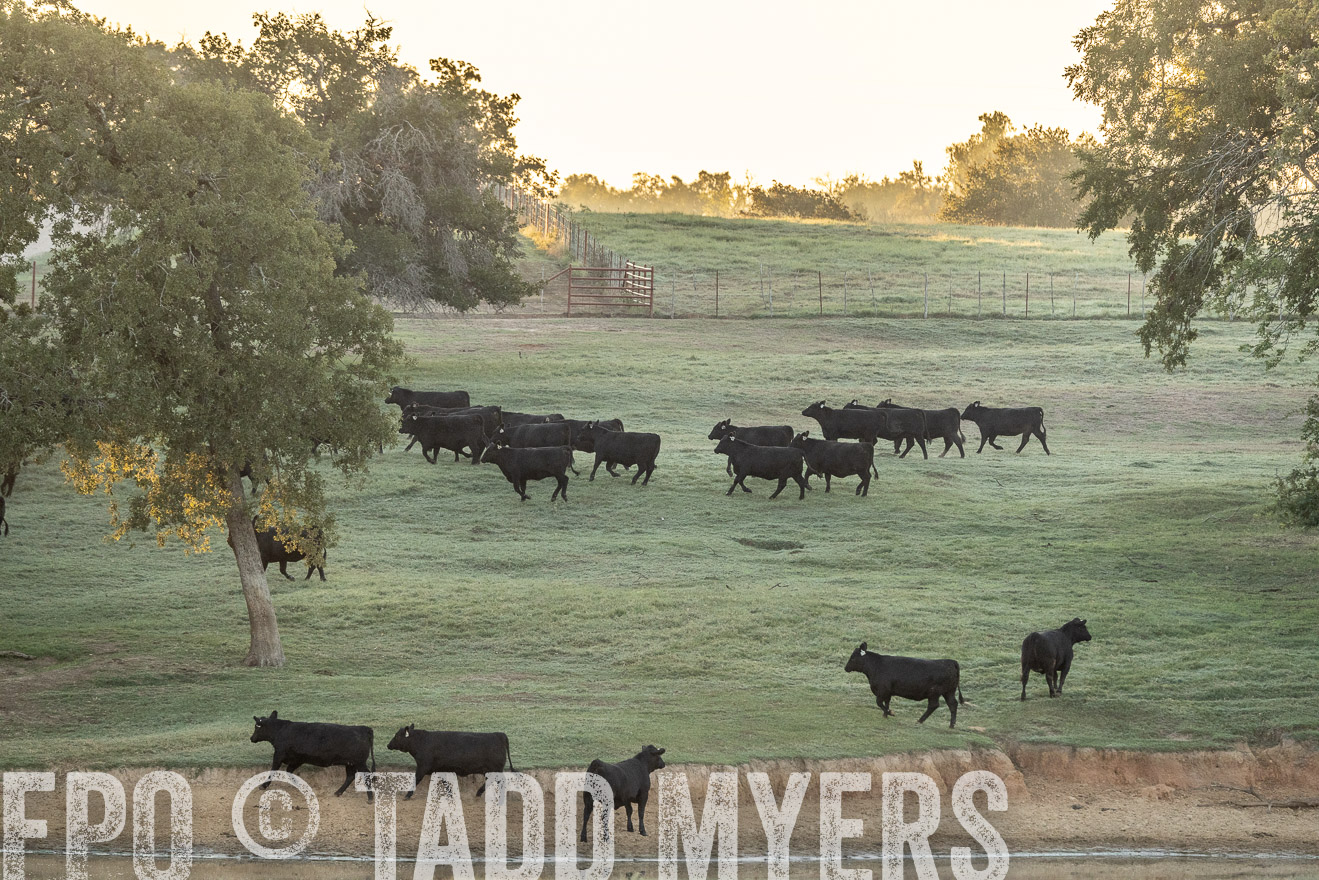 TMyers_Females_Ranchers_Cameron_Oct2023-523156