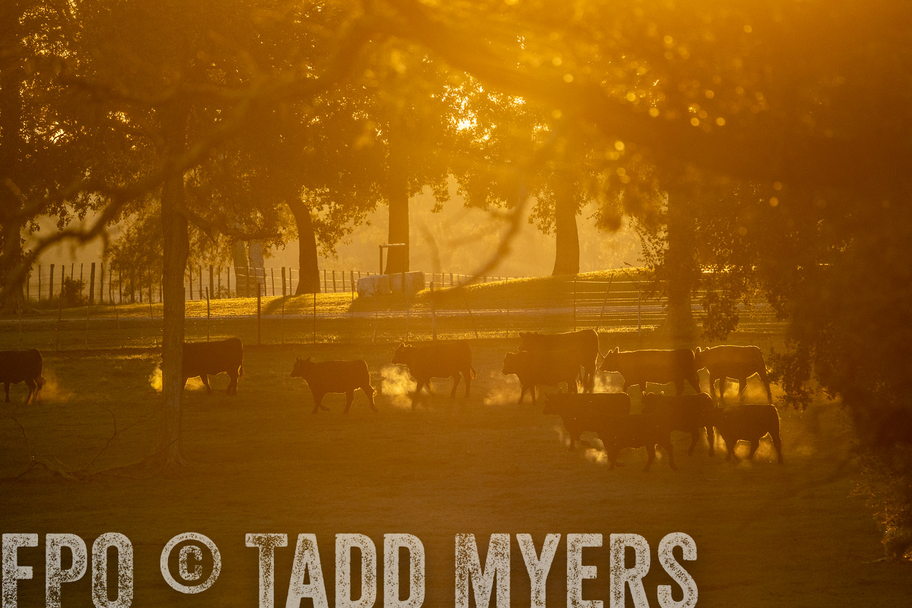 TMyers_Females_Ranchers_Cameron_Oct2023-523164