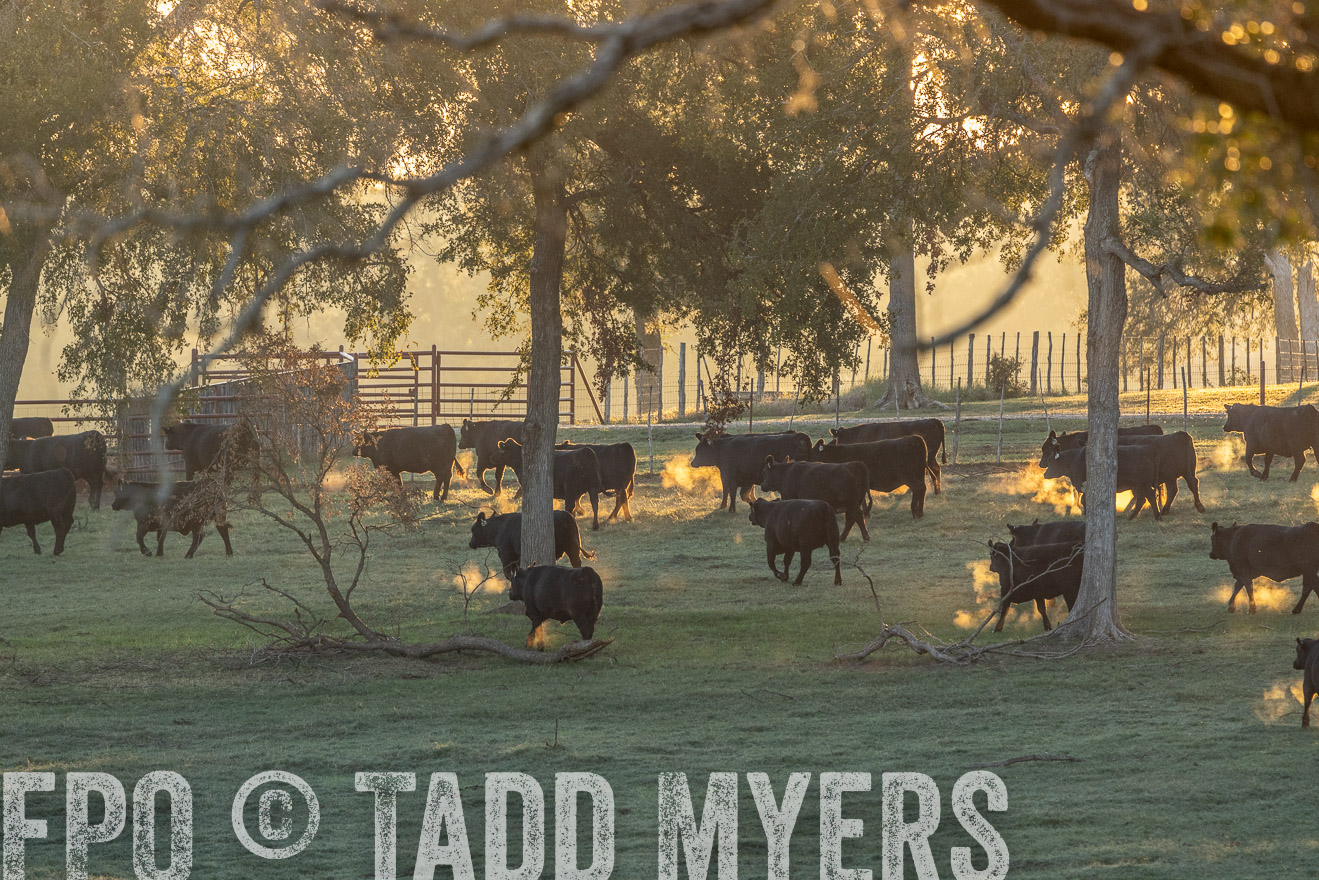TMyers_Females_Ranchers_Cameron_Oct2023-523175