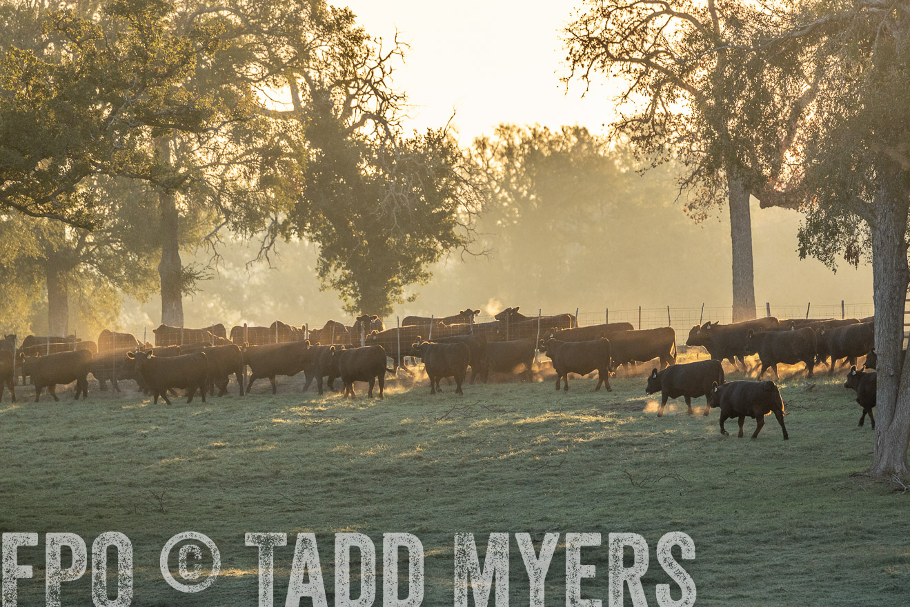 TMyers_Females_Ranchers_Cameron_Oct2023-523195