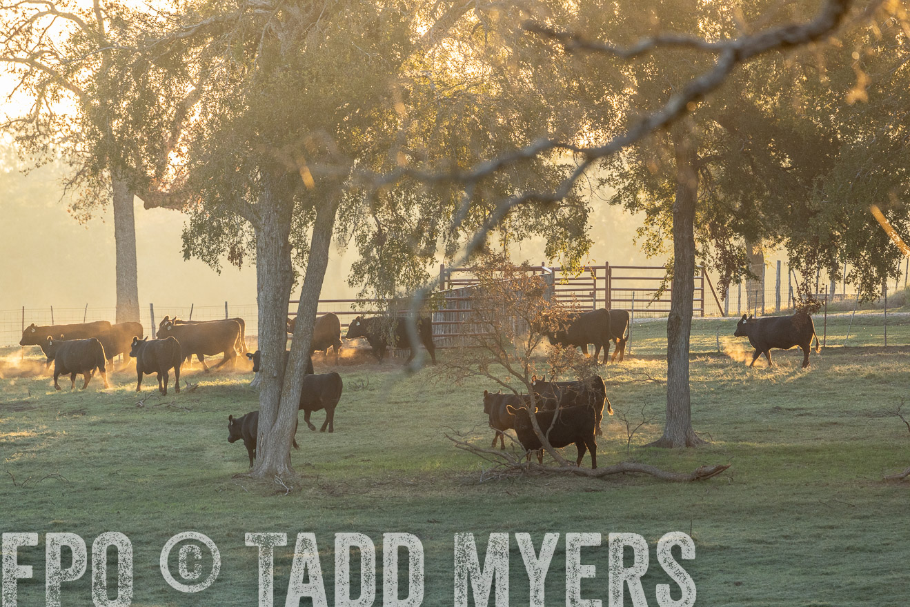 TMyers_Females_Ranchers_Cameron_Oct2023-523207
