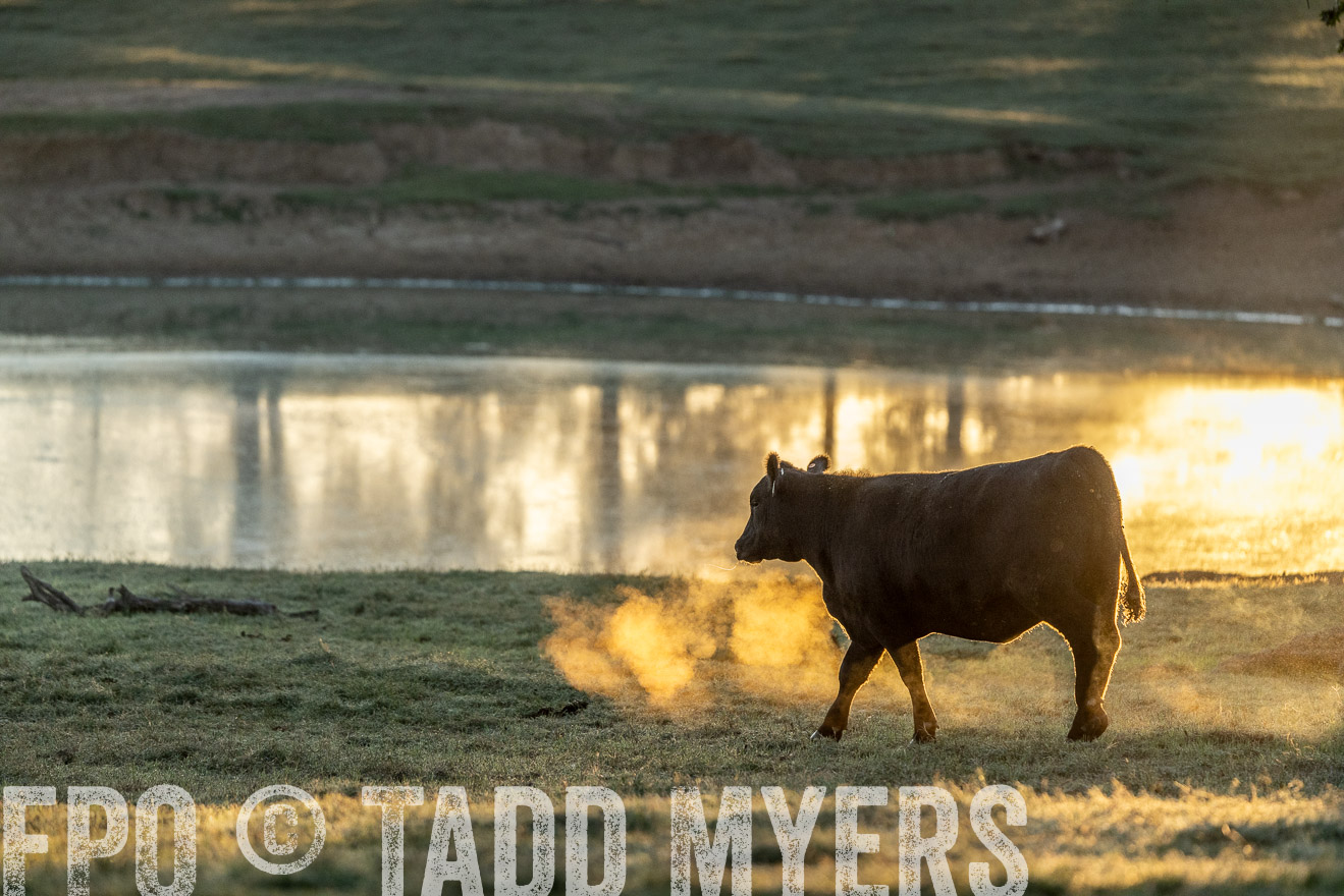 TMyers_Females_Ranchers_Cameron_Oct2023-523219