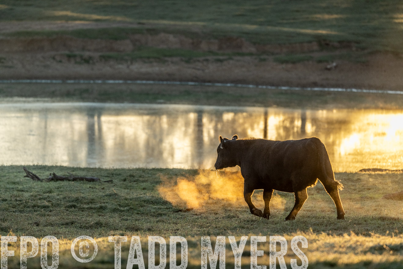 TMyers_Females_Ranchers_Cameron_Oct2023-523221