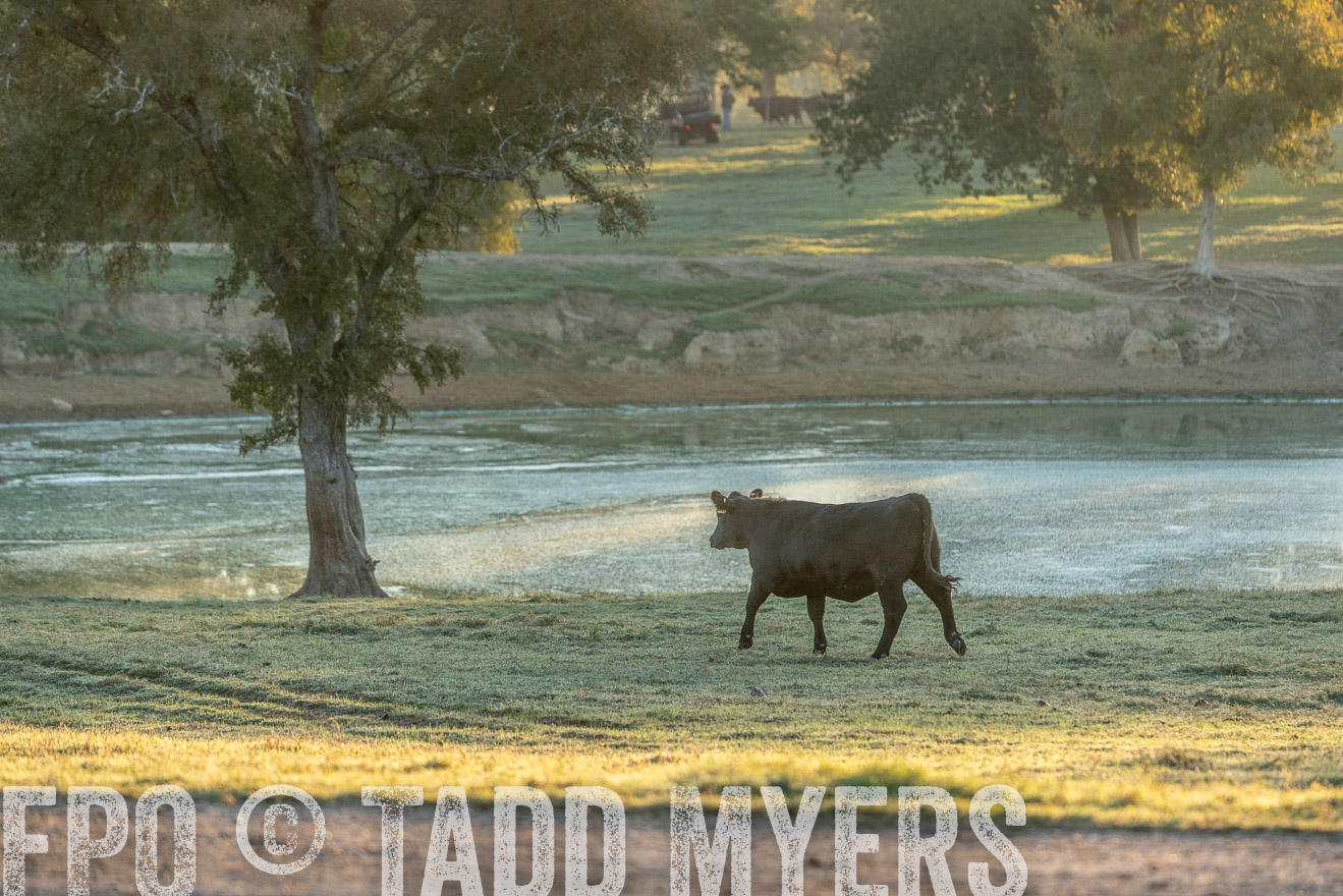 TMyers_Females_Ranchers_Cameron_Oct2023-523237