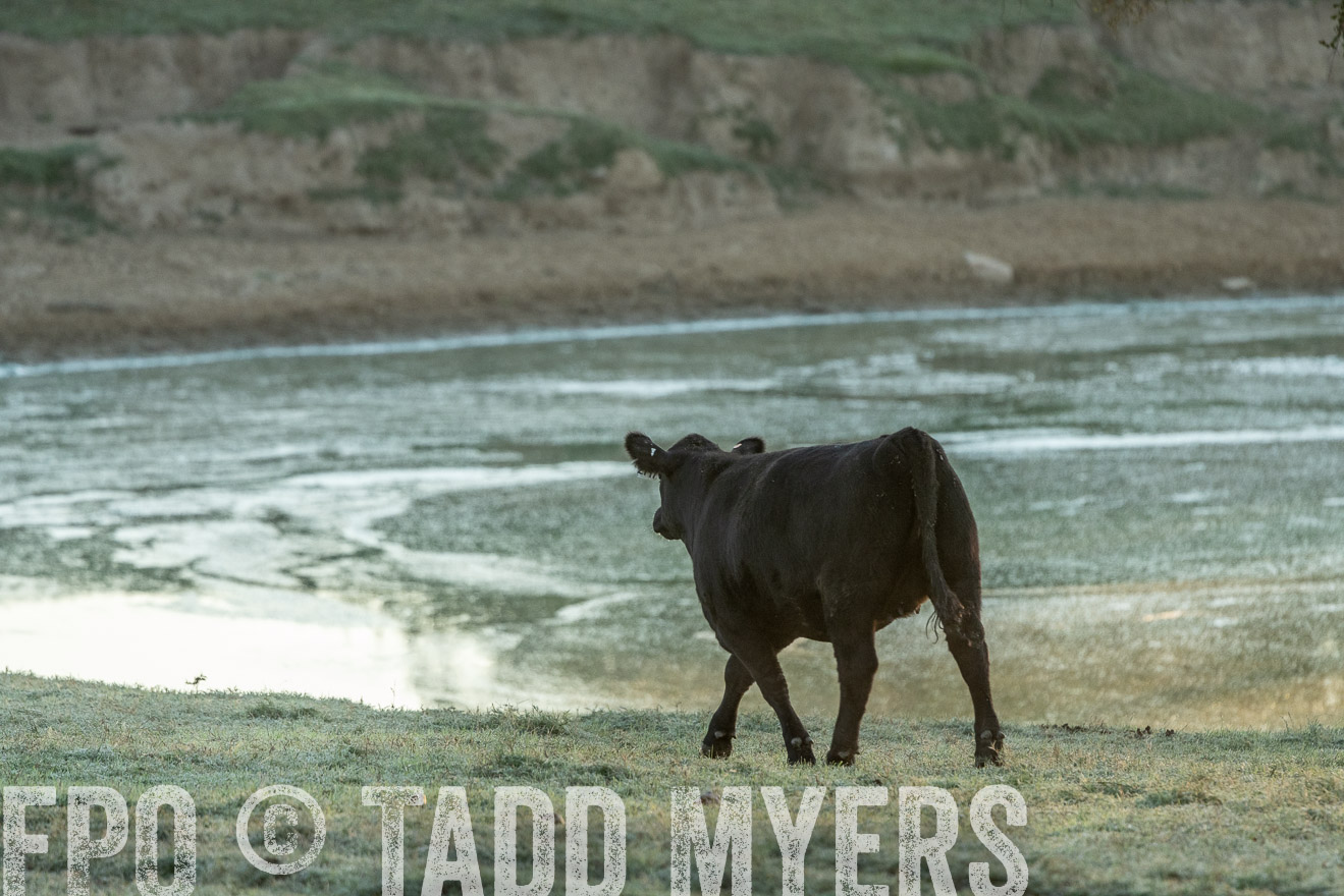 TMyers_Females_Ranchers_Cameron_Oct2023-523241