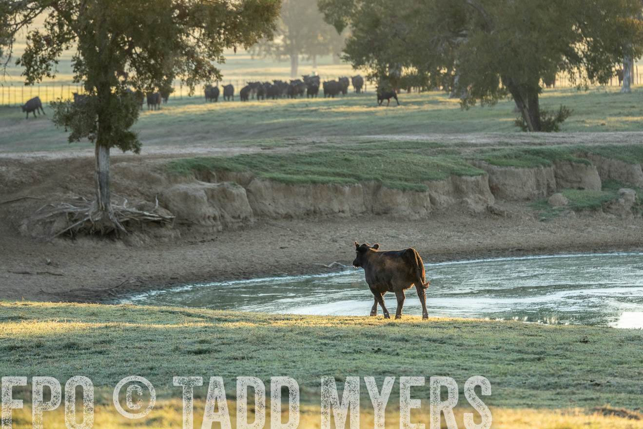 TMyers_Females_Ranchers_Cameron_Oct2023-523246