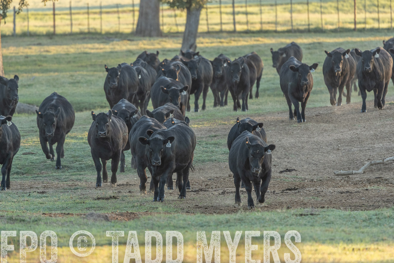 TMyers_Females_Ranchers_Cameron_Oct2023-523266
