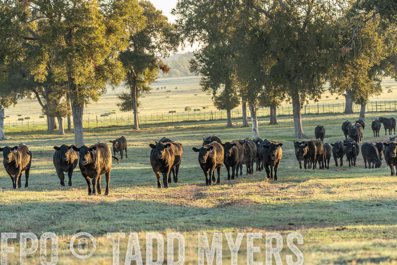 TMyers_Females_Ranchers_Cameron_Oct2023-523279