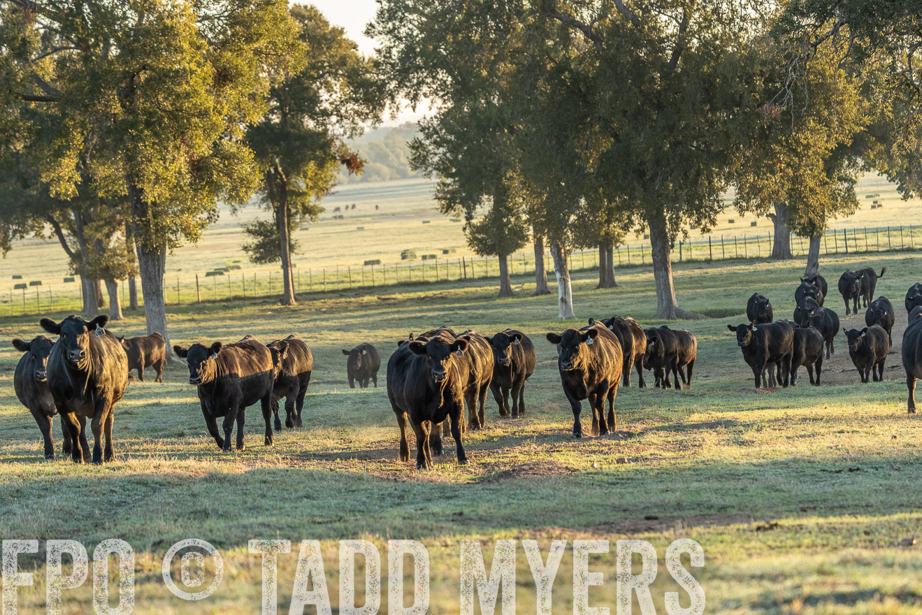 TMyers_Females_Ranchers_Cameron_Oct2023-523285