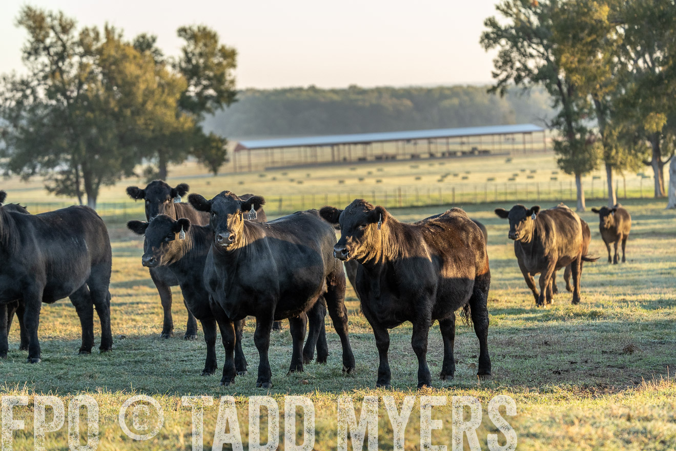TMyers_Females_Ranchers_Cameron_Oct2023-523298