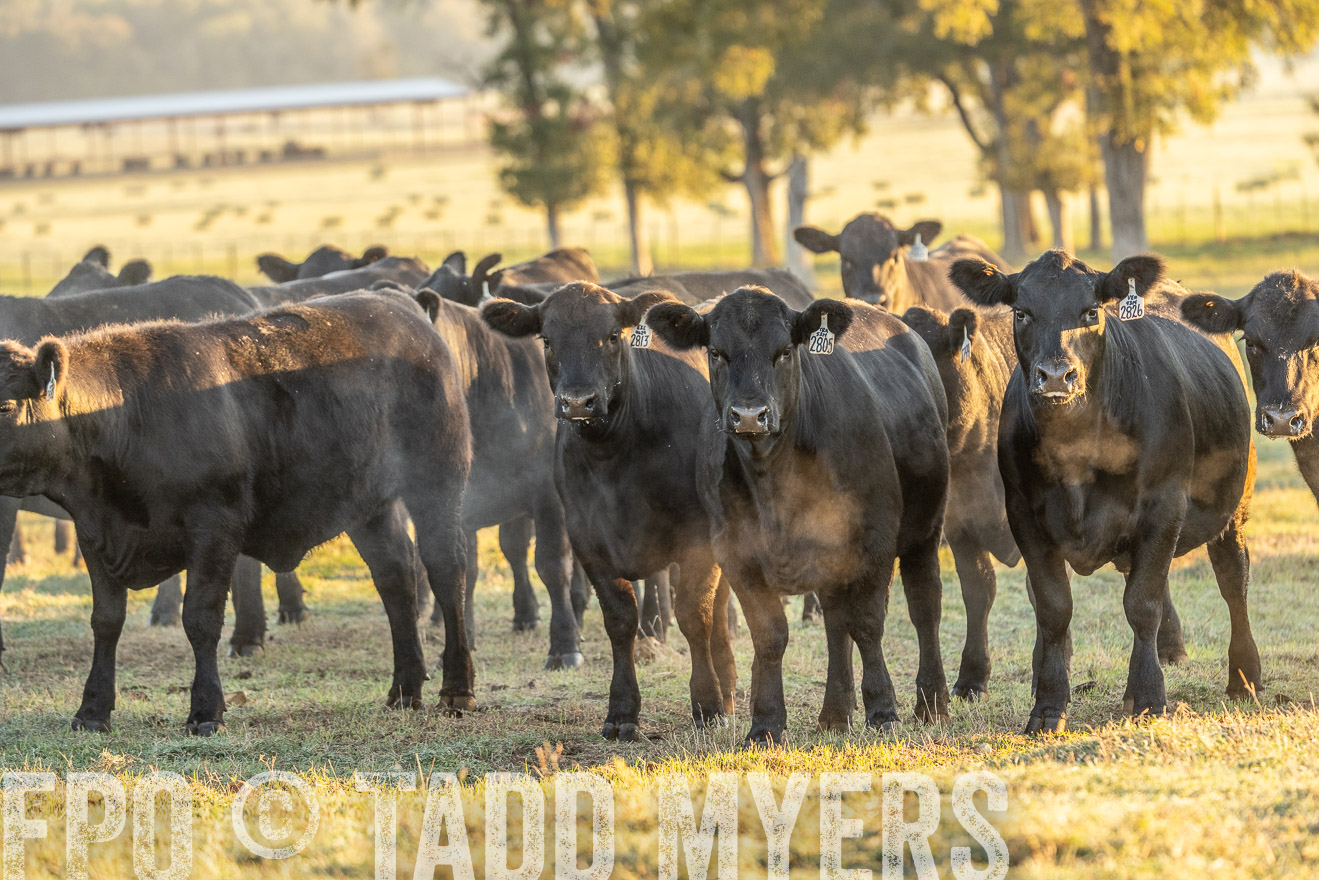 TMyers_Females_Ranchers_Cameron_Oct2023-523308