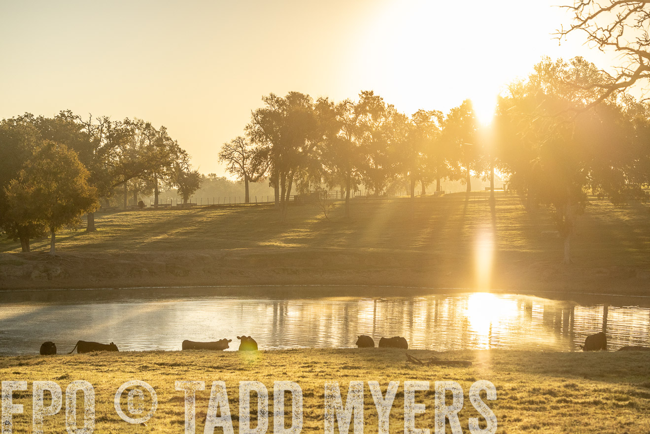 TMyers_Females_Ranchers_Cameron_Oct2023-523328