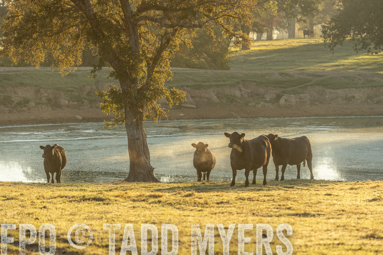 TMyers_Females_Ranchers_Cameron_Oct2023-523347