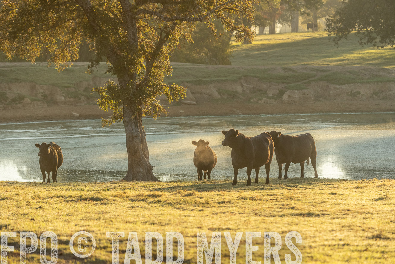 TMyers_Females_Ranchers_Cameron_Oct2023-523348