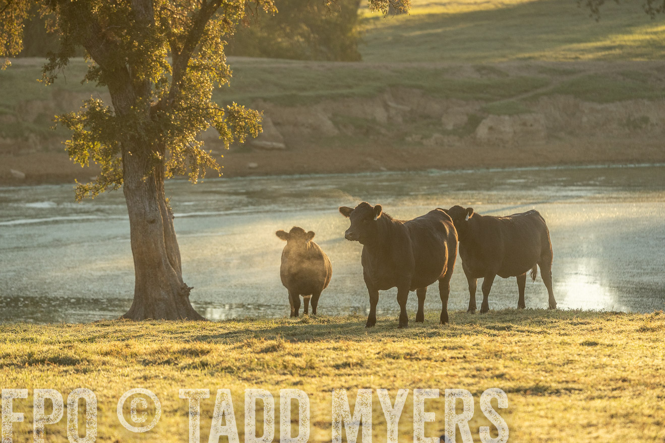 TMyers_Females_Ranchers_Cameron_Oct2023-523354