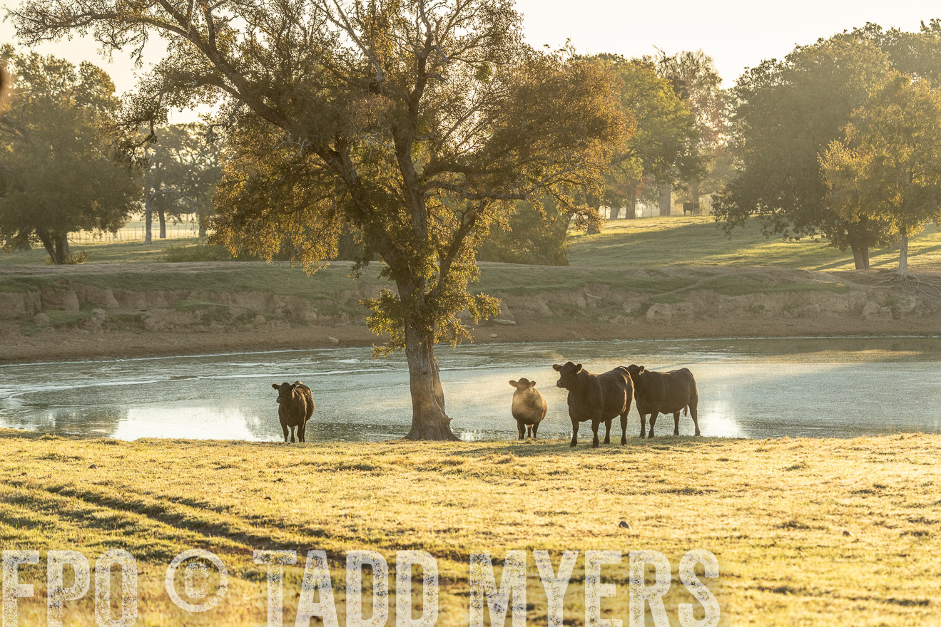 TMyers_Females_Ranchers_Cameron_Oct2023-523356