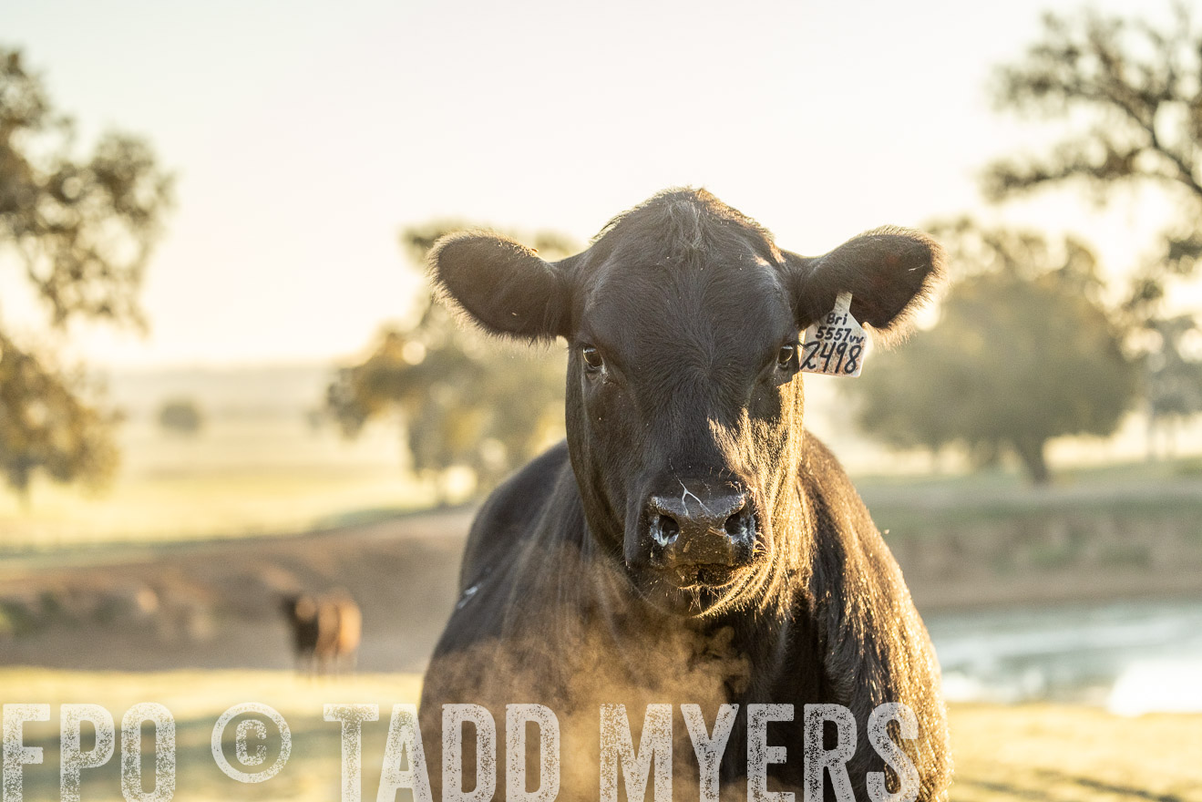 TMyers_Females_Ranchers_Cameron_Oct2023-523363