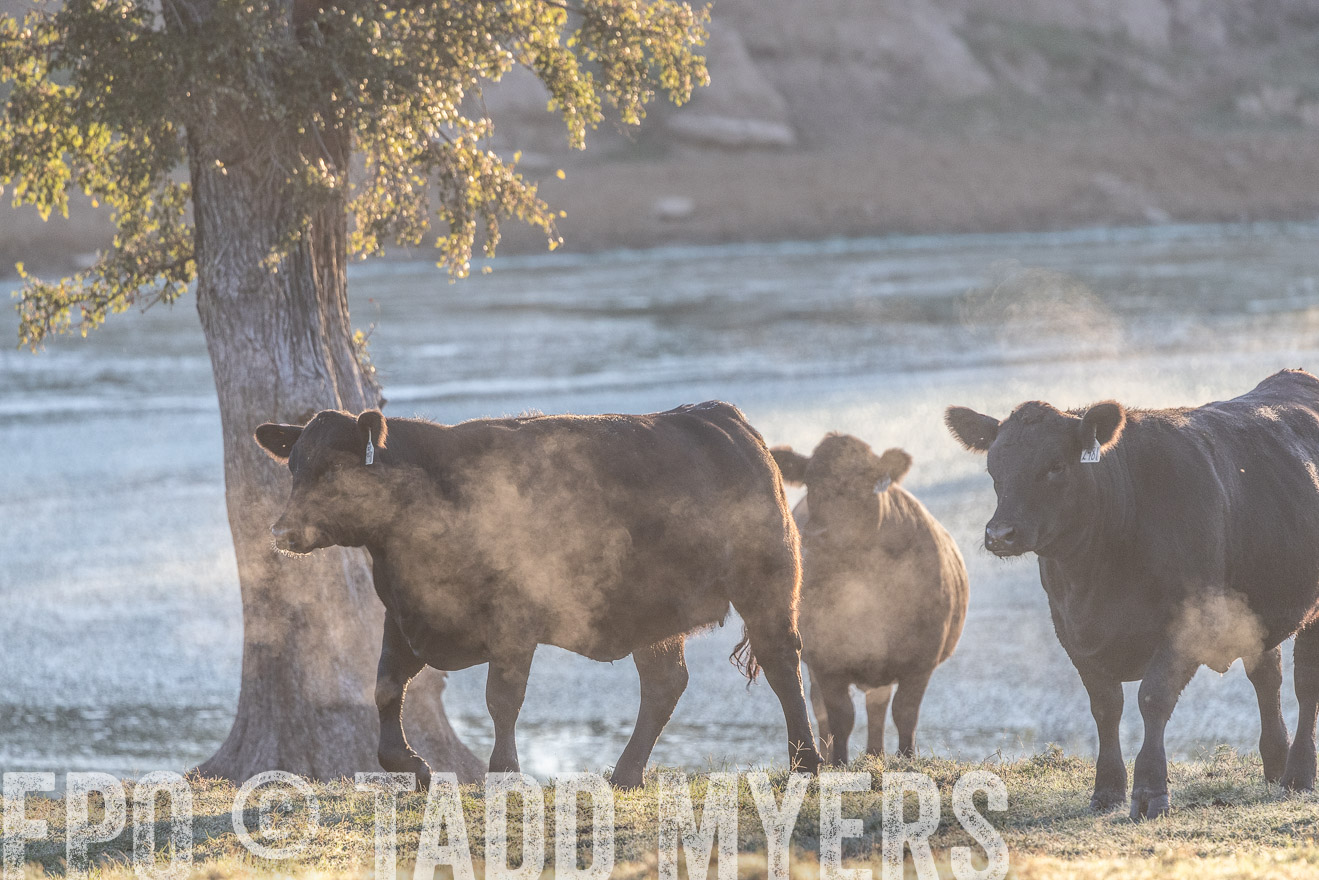 TMyers_Females_Ranchers_Cameron_Oct2023-523364
