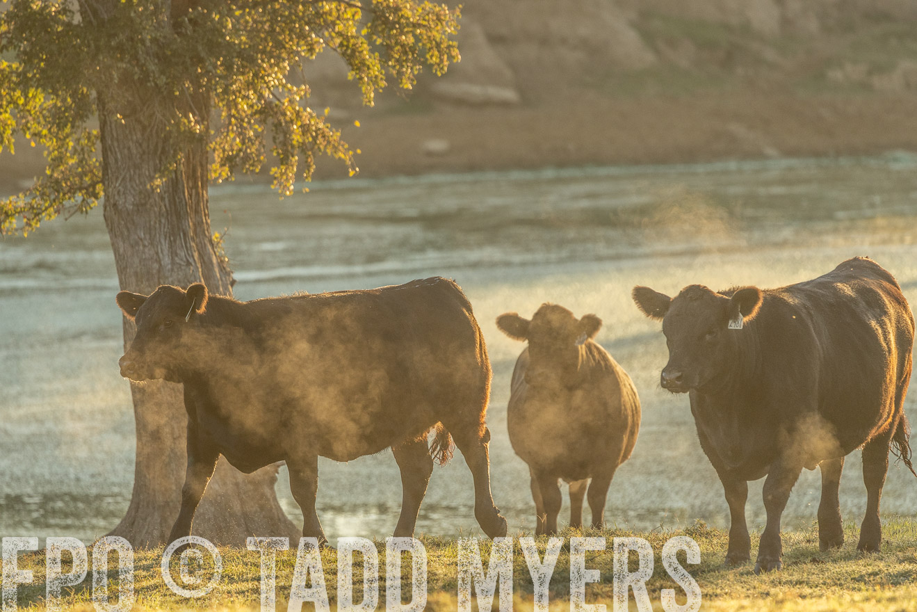 TMyers_Females_Ranchers_Cameron_Oct2023-523365