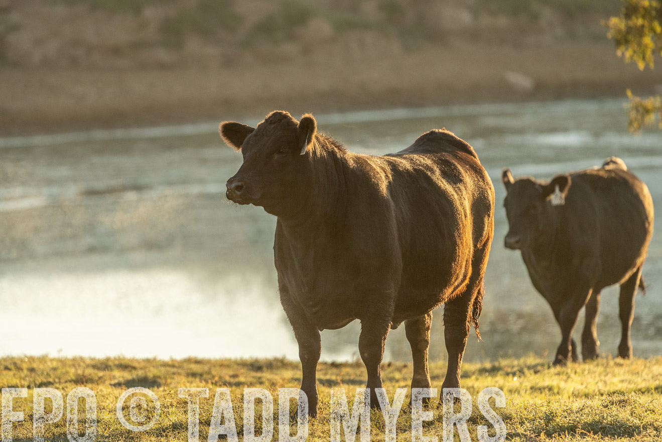 TMyers_Females_Ranchers_Cameron_Oct2023-523377