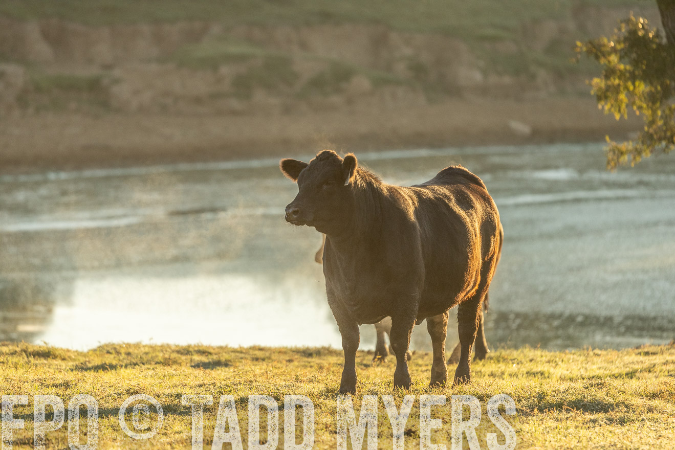 TMyers_Females_Ranchers_Cameron_Oct2023-523379