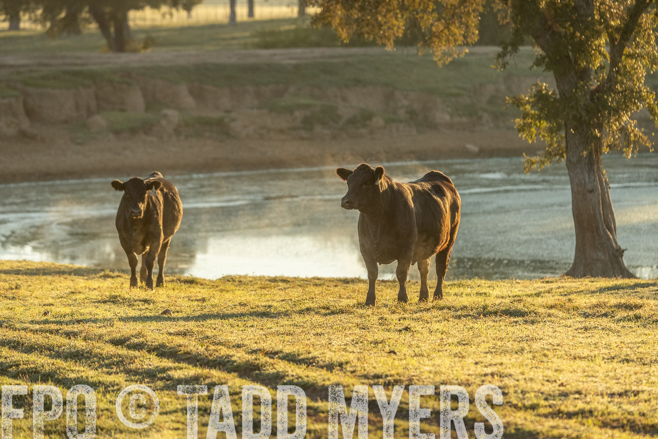 TMyers_Females_Ranchers_Cameron_Oct2023-523390