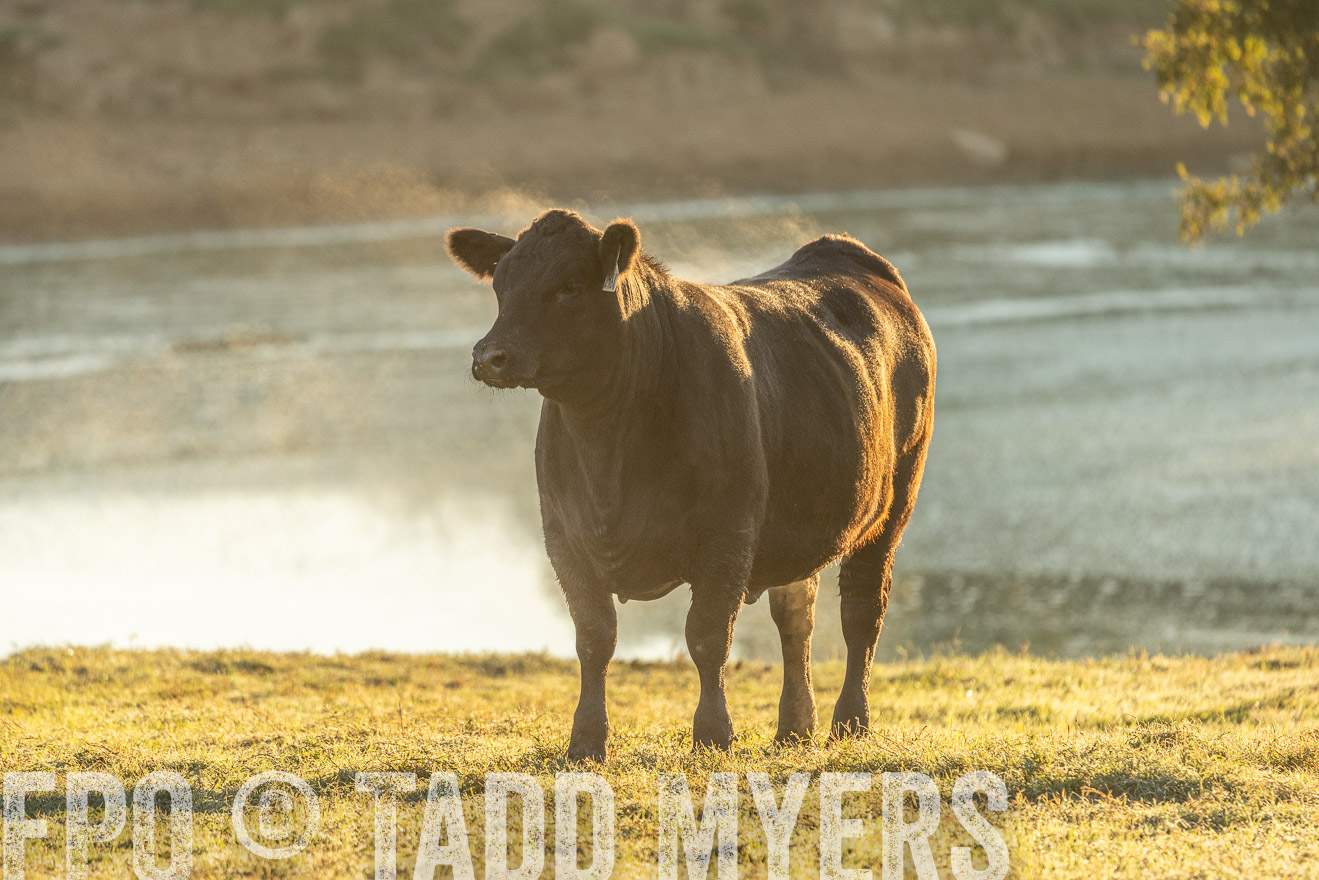 TMyers_Females_Ranchers_Cameron_Oct2023-523392